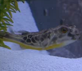 freshwater puffer fish