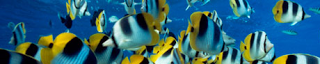 fish banner